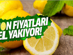 İklim şartlarından verimi düşen limon el yakacak