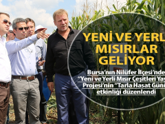 Yeni ve yerli mısırlar geliyor