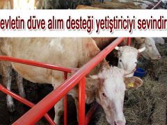 Devletin düve alım desteği yetiştiriciyi sevindirdi