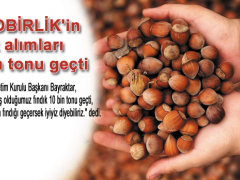 Fındık alımları 10 bin tonu geçti