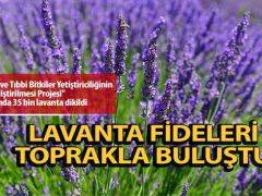 Lavanta fideleri toprakla buluştu