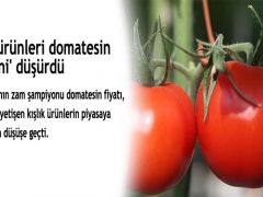 Sera ürünleri domatesin ‘ateşini’ düşürdü
