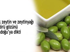 Türk zeytin ve zeytinyağı sektörü gözünü Ortadoğu’ya dikti