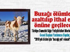 2018 yılı bizim için buzağı yılı olacak