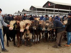 Şap hastalığı yeniden hortladı