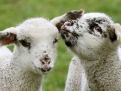 300 koyun projesinde koyunlar Nisan’da dağıtılacak