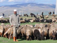 6 bin lira maaşla çalışacak çoban bulunamıyor