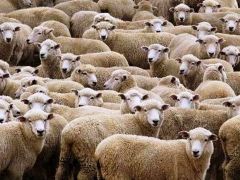 300 koyun projesinin ön değerlendirme sonuçları açıklandı