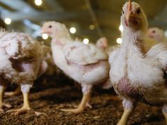 Sakaryalı tavukçular üretim durdurma kararı aldı