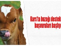 Buzağı destekleme başvuruları başlıyor