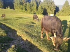 Giresun’da Genç Çiftçilere Damızlık  Mandaları Teslim Edildi