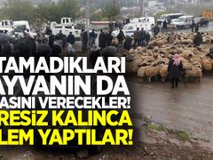 Yetiştirici satamadığı hayvana para verecek!