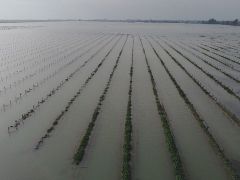 30 bin dönüm tarım arazisi sular altında kaldı