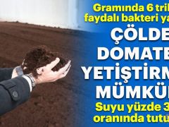 Çölde domates yetiştirilebilecek nitelikte gübre üretildi