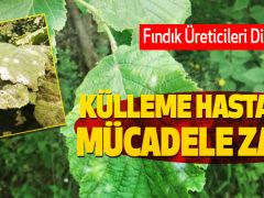 Fındıkta Külleme Hastalığına Karşı İlaçlı Mücadele Dönemi