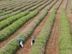 Güller diyarı Isparta’da gül kokulu sezon başladı