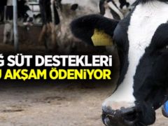 Çiğ süt destekleri Bugün ödeniyor!