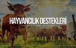 HAYVANCILIK DESTEKLEMELERİ UYGULAMA TEBLİĞİ YAYINLANDI