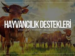 HAYVANCILIK DESTEKLEMELERİ UYGULAMA TEBLİĞİ YAYINLANDI