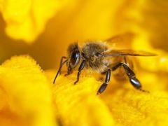 AP’den arıları koruma adımı