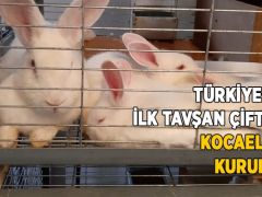 Türkiye’nin ilk tavşan çiftliği Kocaeli’de kuruldu!